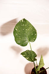 Monstera Thai Constellation